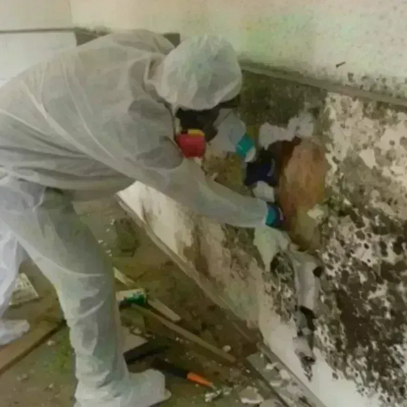 Mold Remediation and Removal in Richardson County, NE